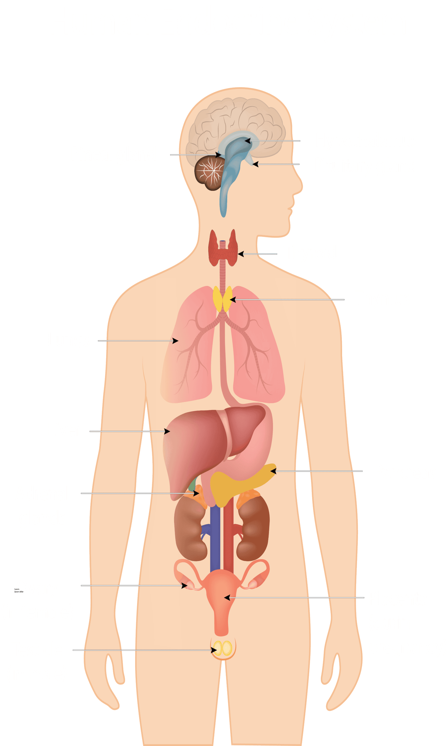 Human-Endocrine-System 3x5